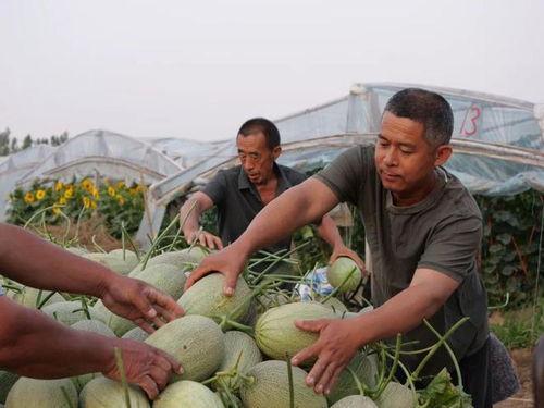 在村里吃自己的瓜,共享田园生活的甜蜜滋味