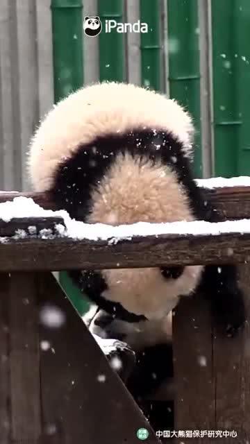 吃瓜熊妹,揭秘娱乐圈背后的那些事儿