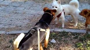 吃瓜狗仔别称,吃瓜狗仔背后的真相与传奇