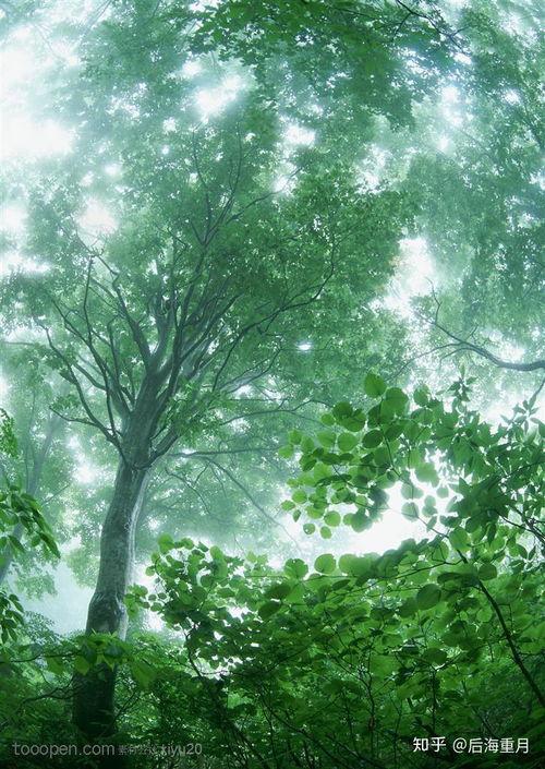 头条免费图安静的树林,探寻自然之美与心灵宁静的秘境”