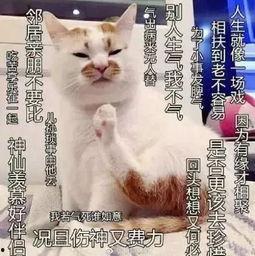 微头条佛系人生,随遇而安，享受当下