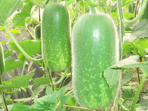 瓜哥吃瓜名画视频大全,揭秘吃瓜界的艺术盛宴