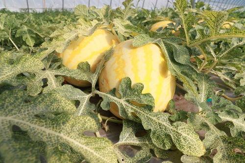 肥城市吃瓜事件,一场引发社会关注的食品安全风波