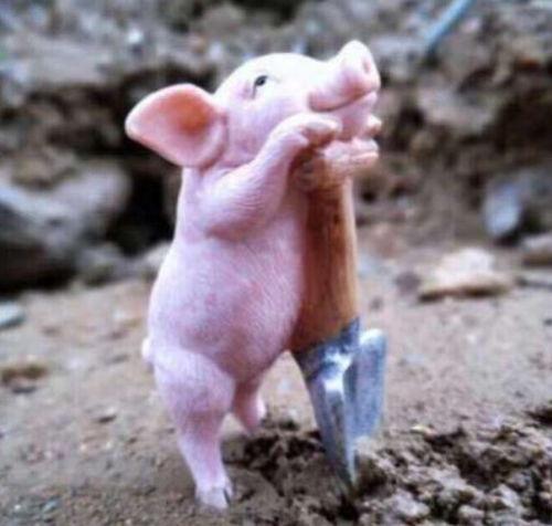 孙女爆料养猪场视频播放,养猪场内幕视频引发社会关注