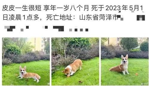 柯基被砍男子爆料视频,男子爆料视频揭露惊人真相