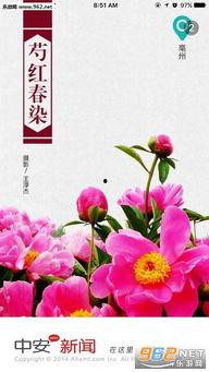 头条手机拍野花,用头条手机记录野花瞬间