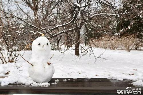 一颗雪仔网红,冰封世界中的温暖精灵
