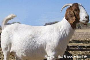 今日头条波尔山羊,养殖新宠，致富新途径