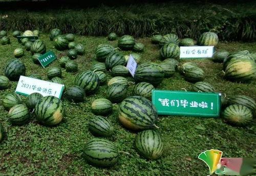 毕业吃瓜,一场别开生面的校园盛宴