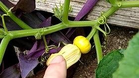 网红楠音吃瓜,揭秘娱乐圈幕后真相