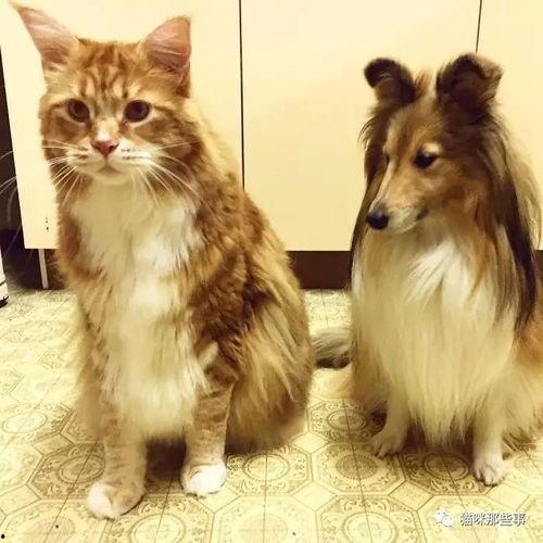 网红大体型猫咪头像,网红大体型猫咪头像大揭秘