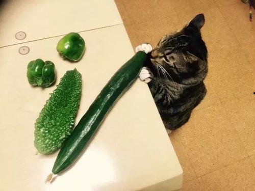 赶不上变化吃瓜,吃瓜群众如何跟上潮流？