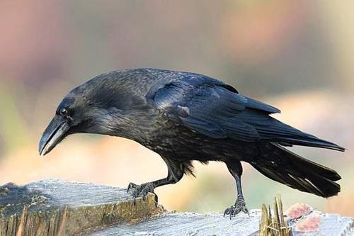 乌鸦吃瓜的做法,一场别开生面的智慧盛宴