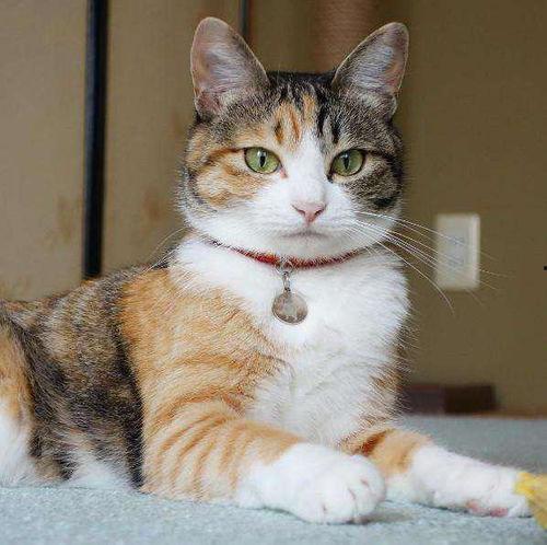 娱乐吃瓜猫咪视频大全免费观看