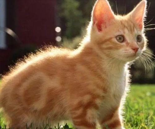 娱乐吃瓜猫咪视频大全免费观看