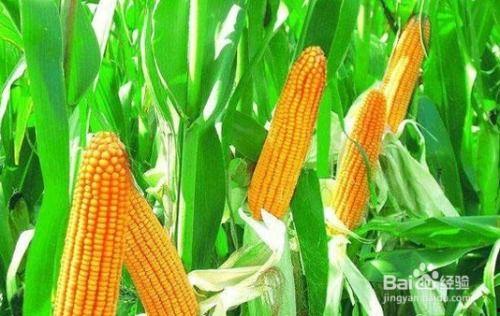 娱乐吃瓜酱玉米视频,娱乐吃瓜酱带你领略趣味横生的娱乐世界